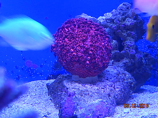 Goniopora Closed.jpg
