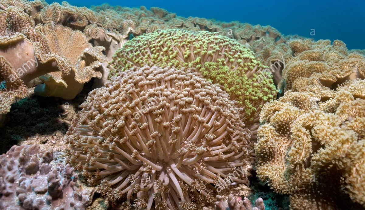 goniopora-goniopora-columna-framed-by-leather-corals-ellisella-sp-daymaniyat-islands-nature-re...jpg