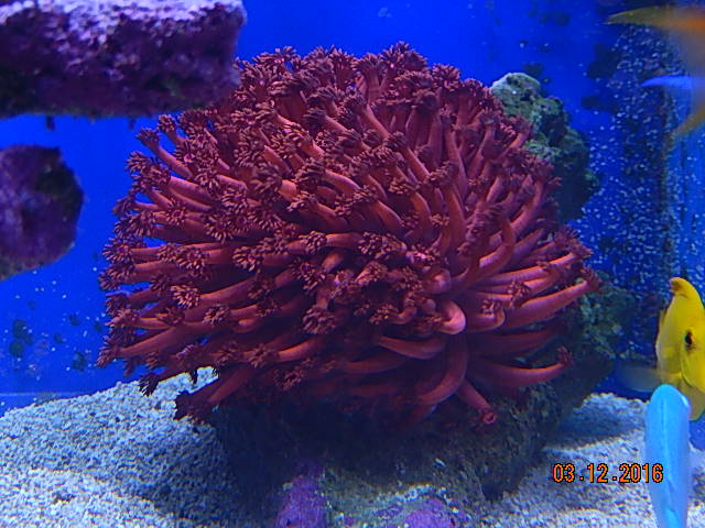 Goniopora.jpg