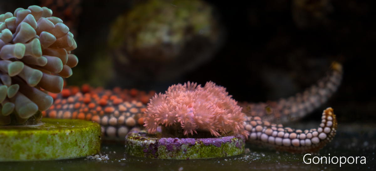 Goniopora.png