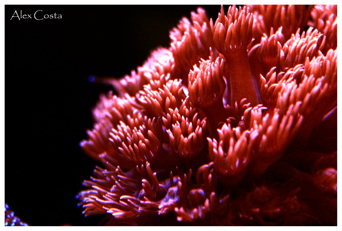 goniopora-red2.jpg