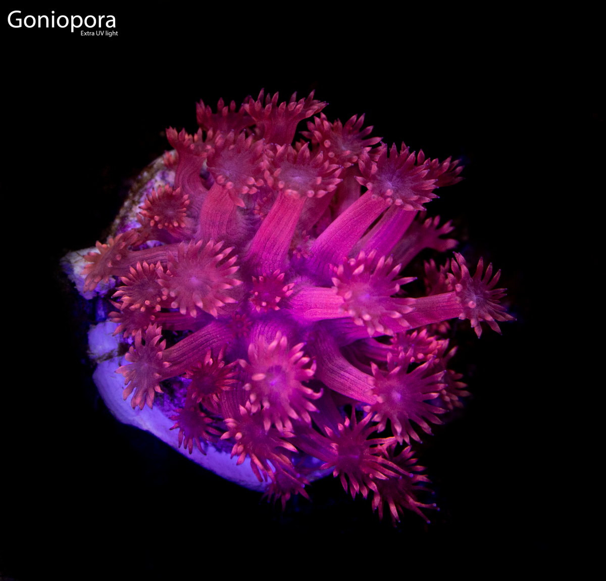 Goniopora-UV.png