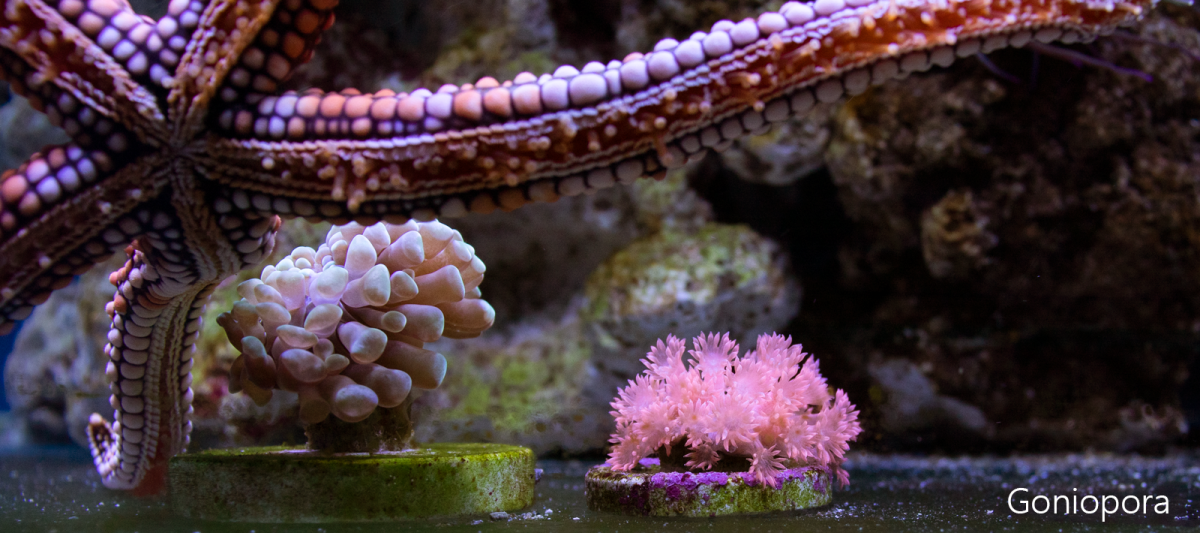 Goniopora2.png
