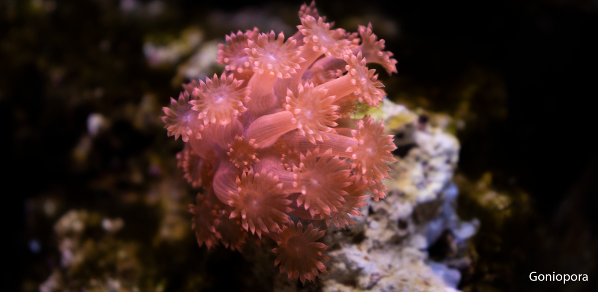 Goniopora2.png