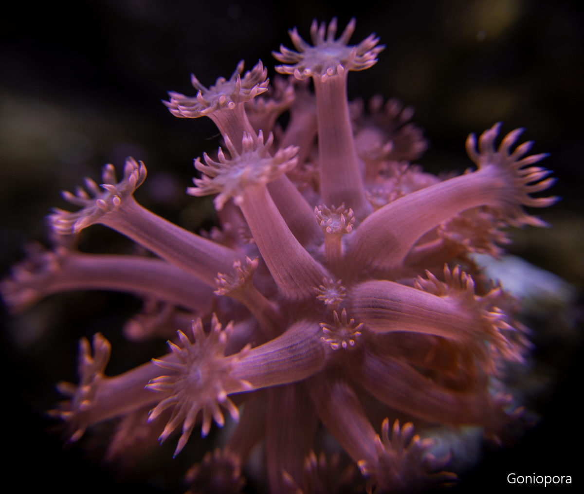 Goniopora4.png