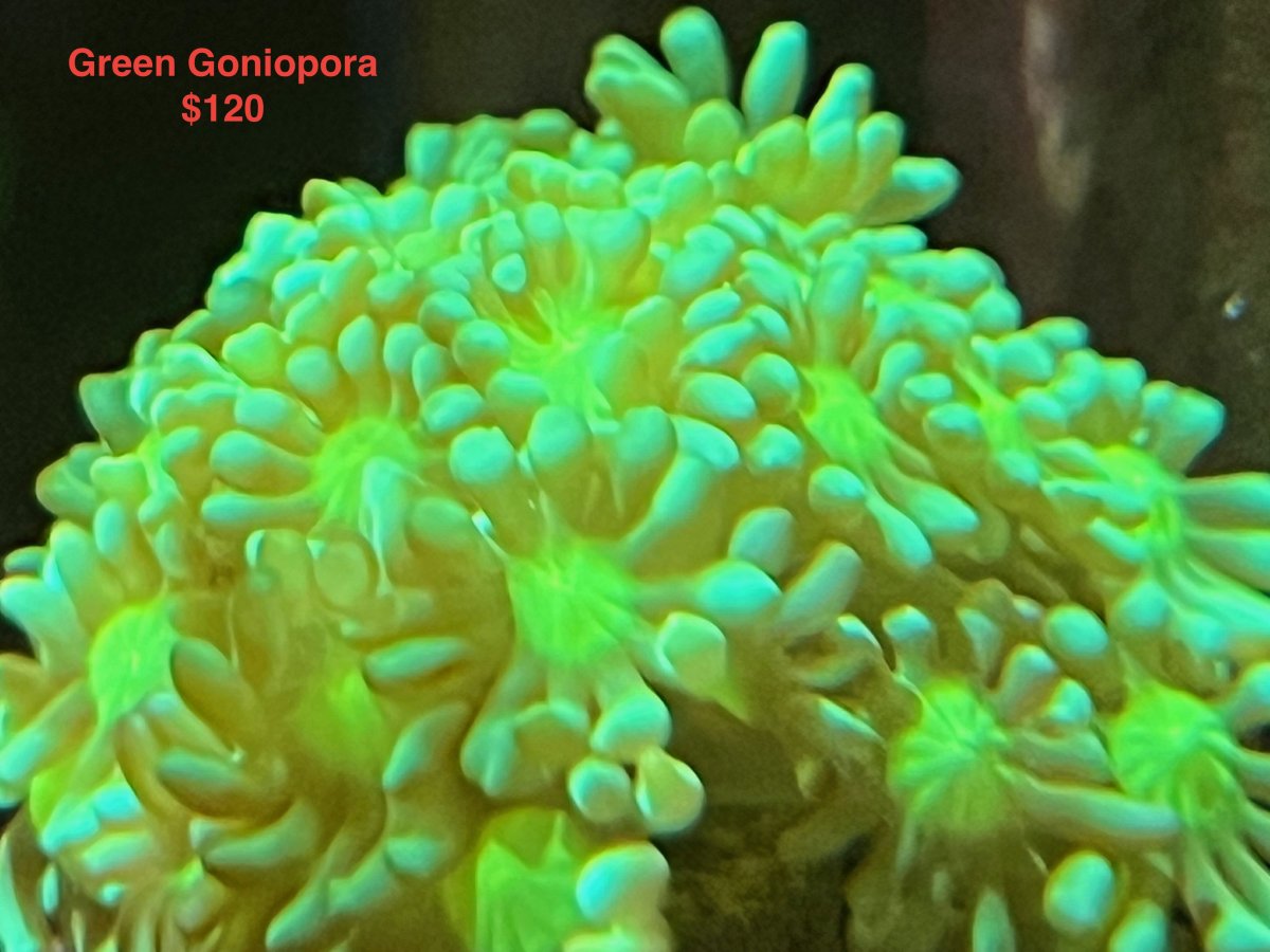 Goniopora_120.jpeg