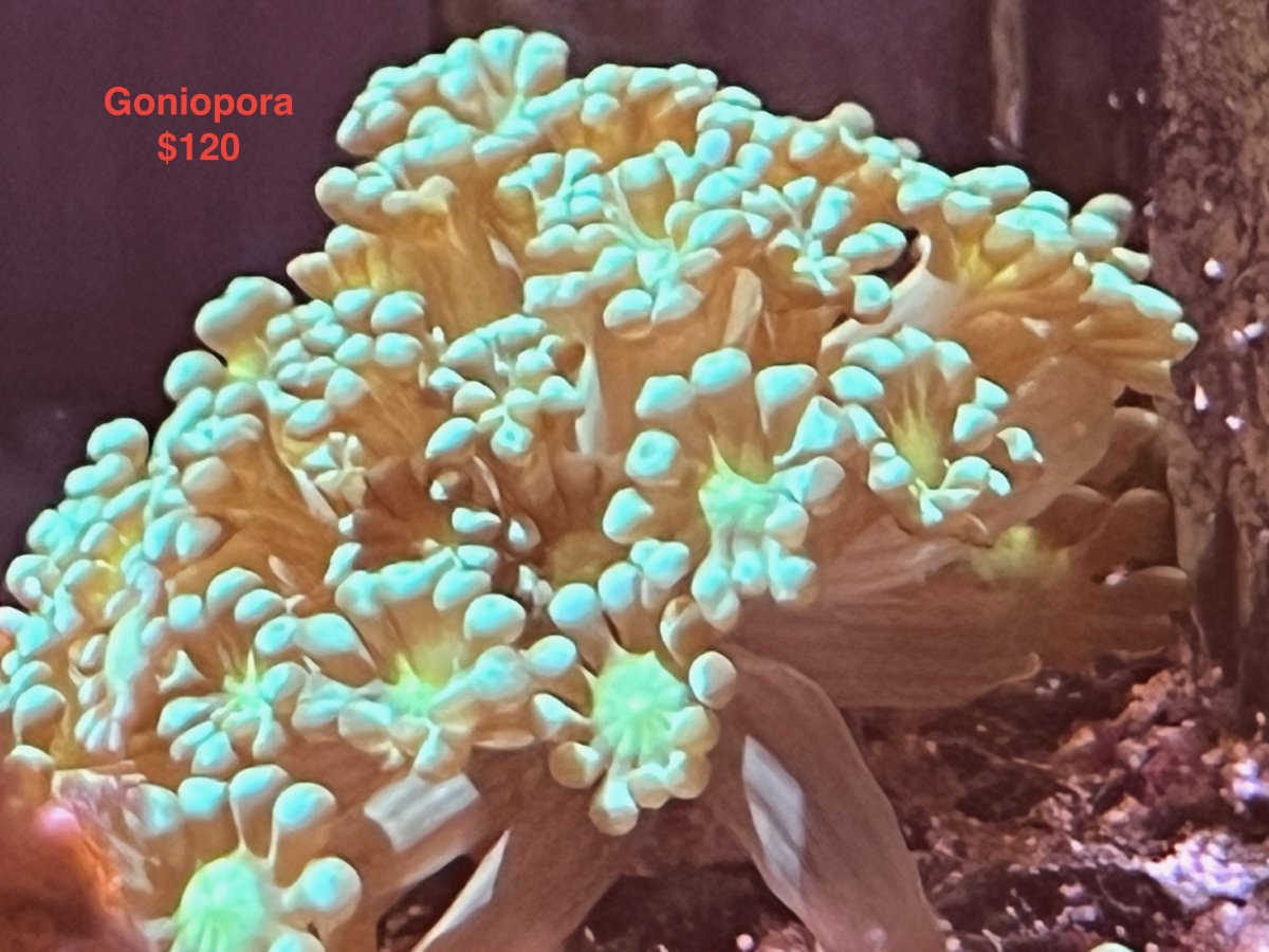 Goniopora_1_120.jpeg