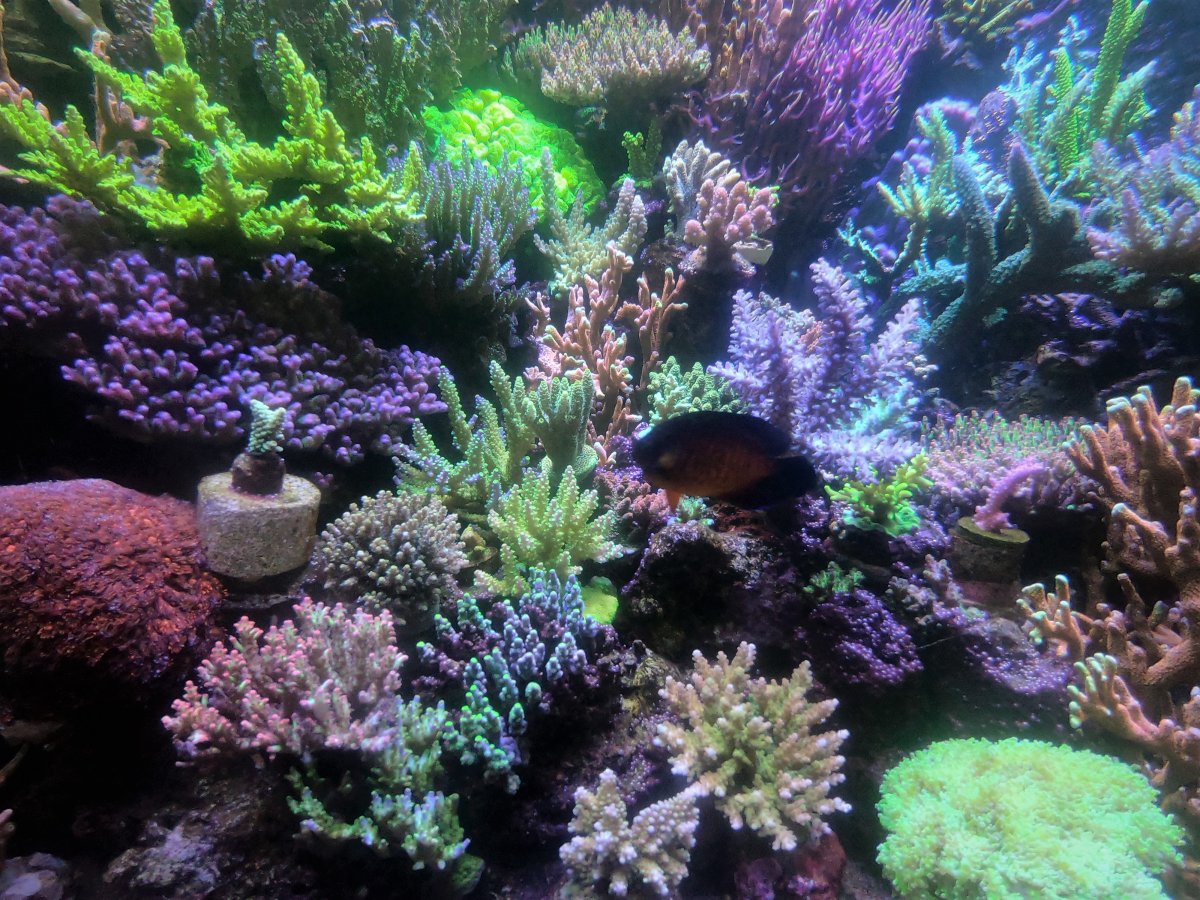 GOPR1163 CB and corals.jpg