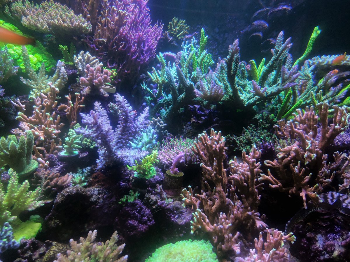 GOPR1165 rh side corals.jpg