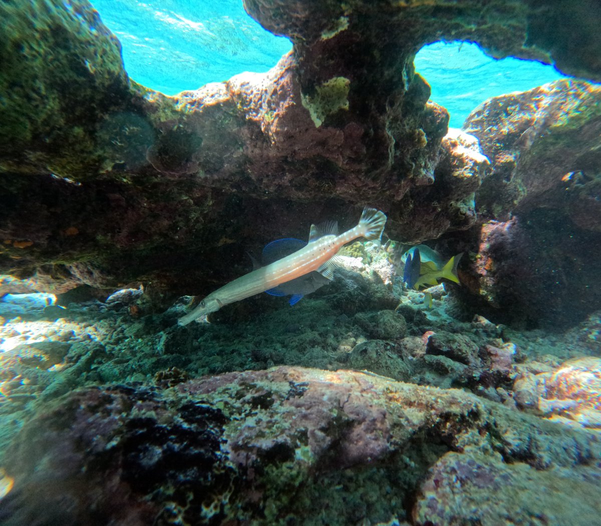 My Aruba trip and fish photos! | Reef2Reef