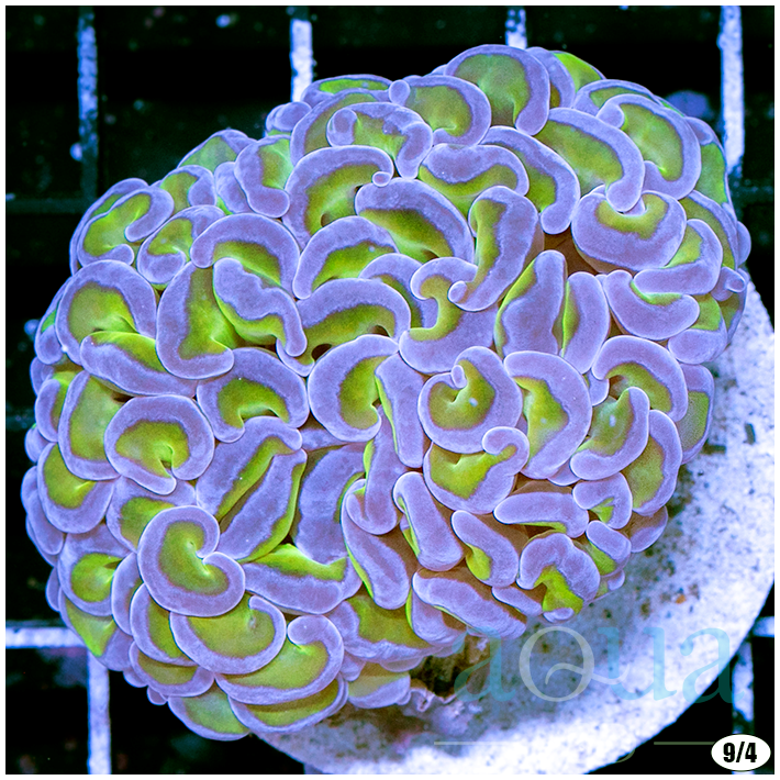 Gorgeous Hammer Colony (3).png
