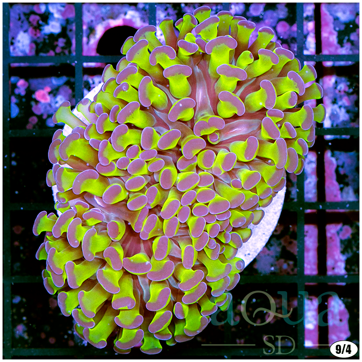 Gorgeous Hammer Colony (4).png