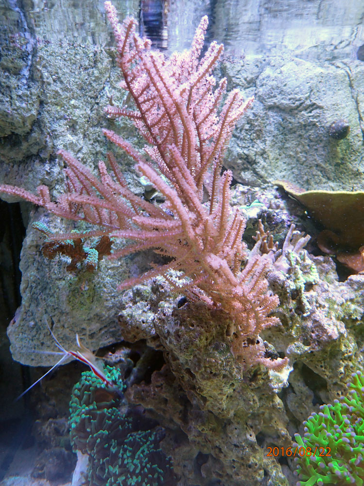 gorgonia.jpg