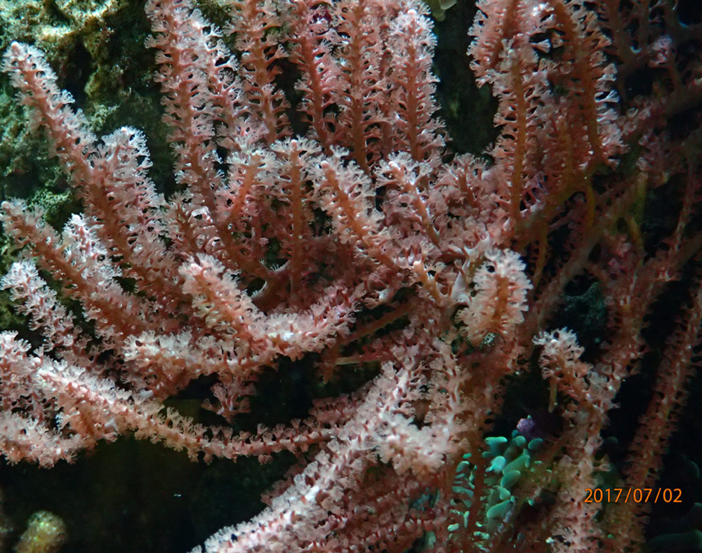 gorgonia.jpg