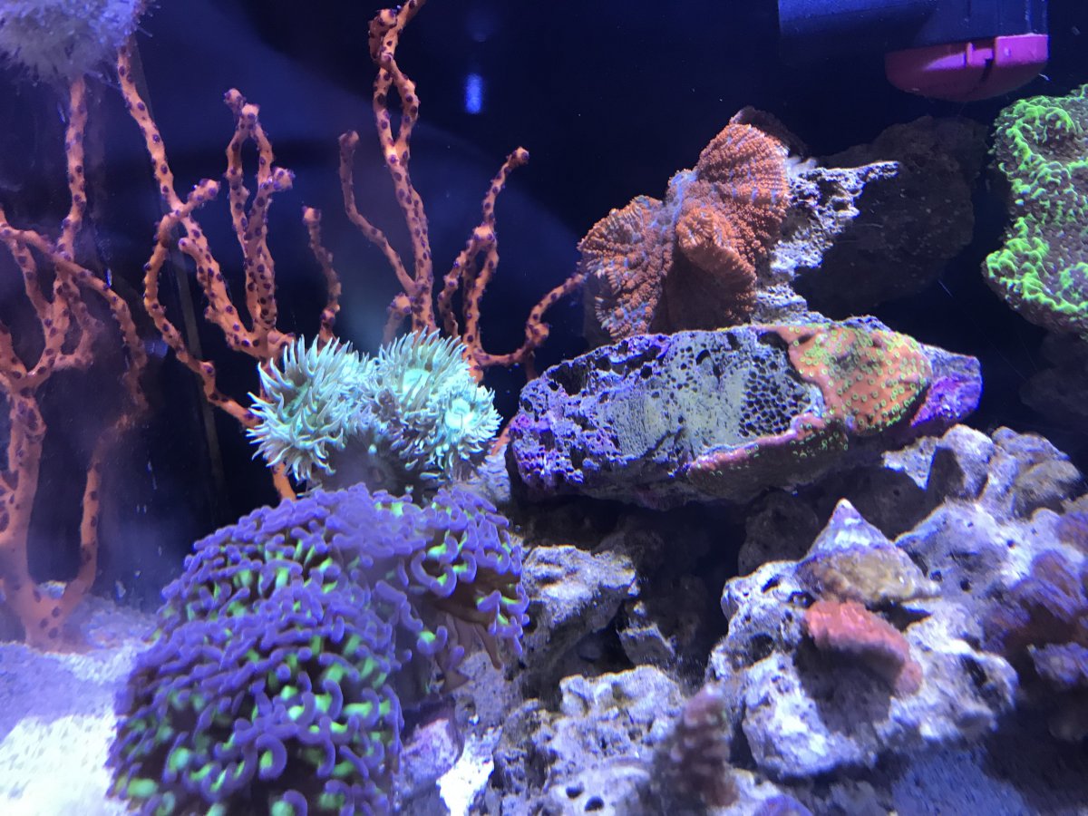Gorgonian.jpeg