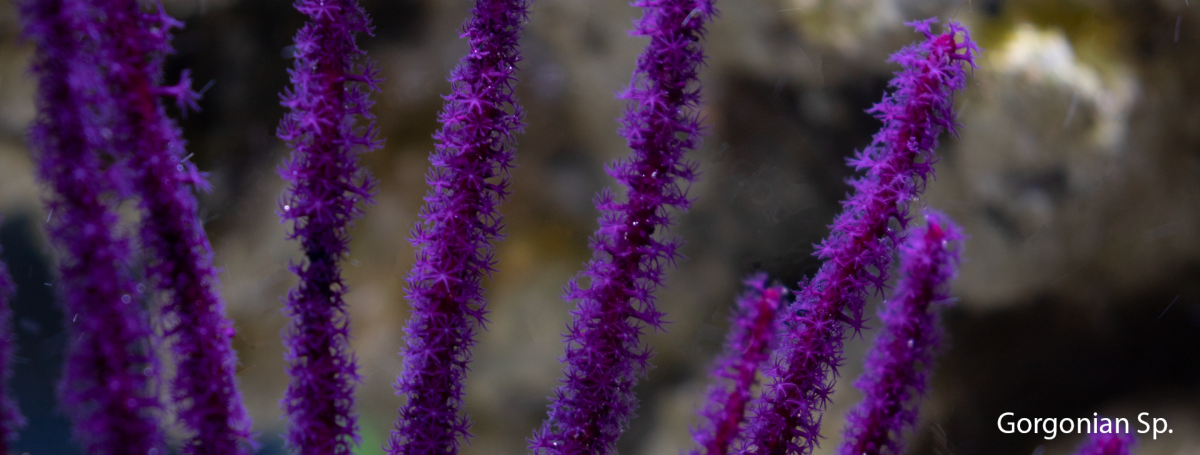 Gorgonian.png