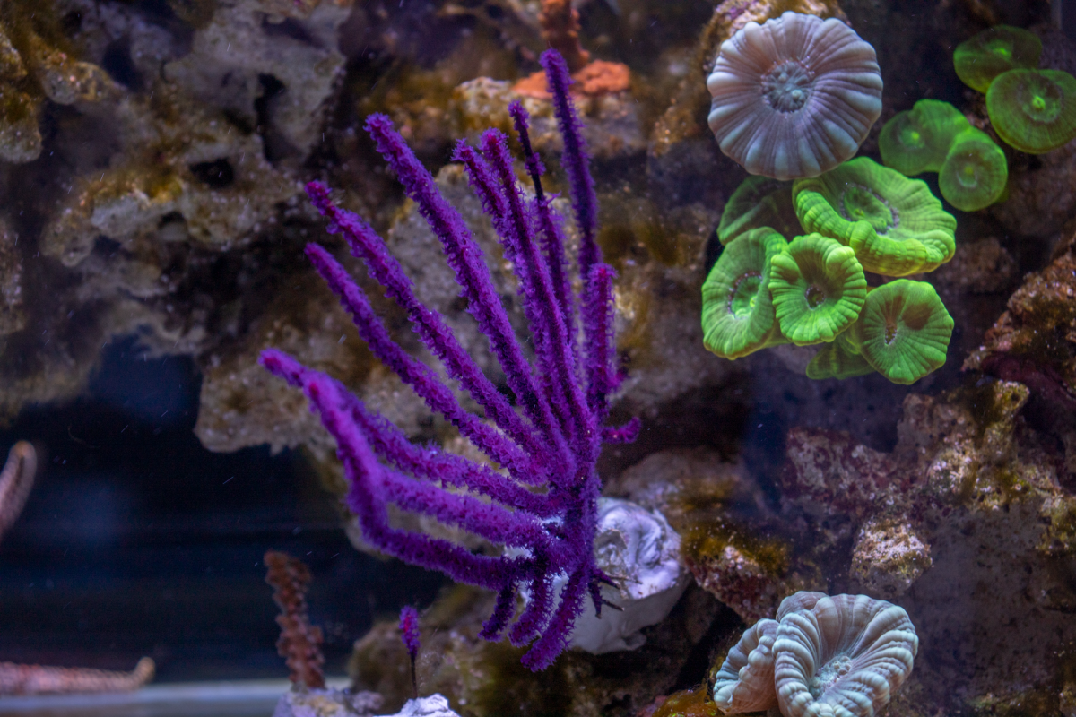 Gorgonian.png