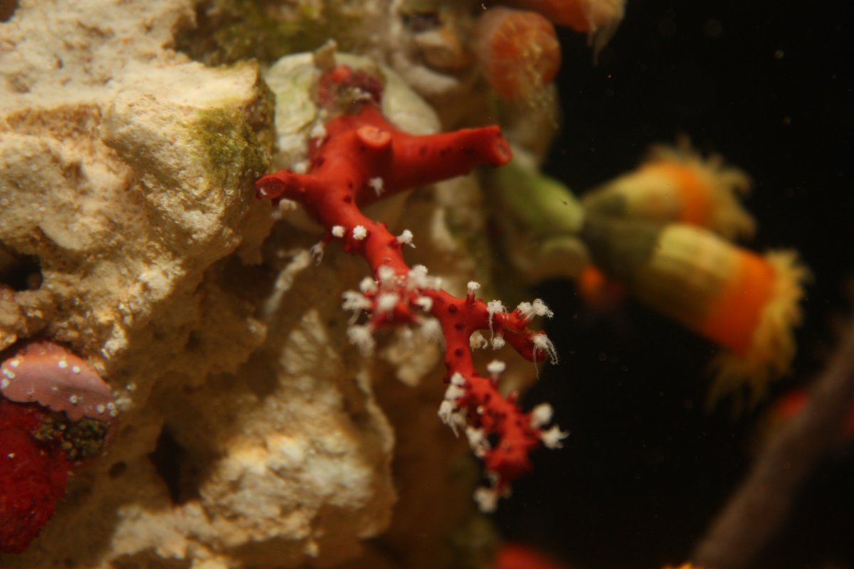 gorgonian1.jpg