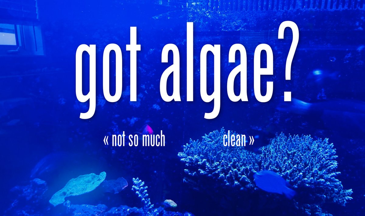 got-algae.jpg