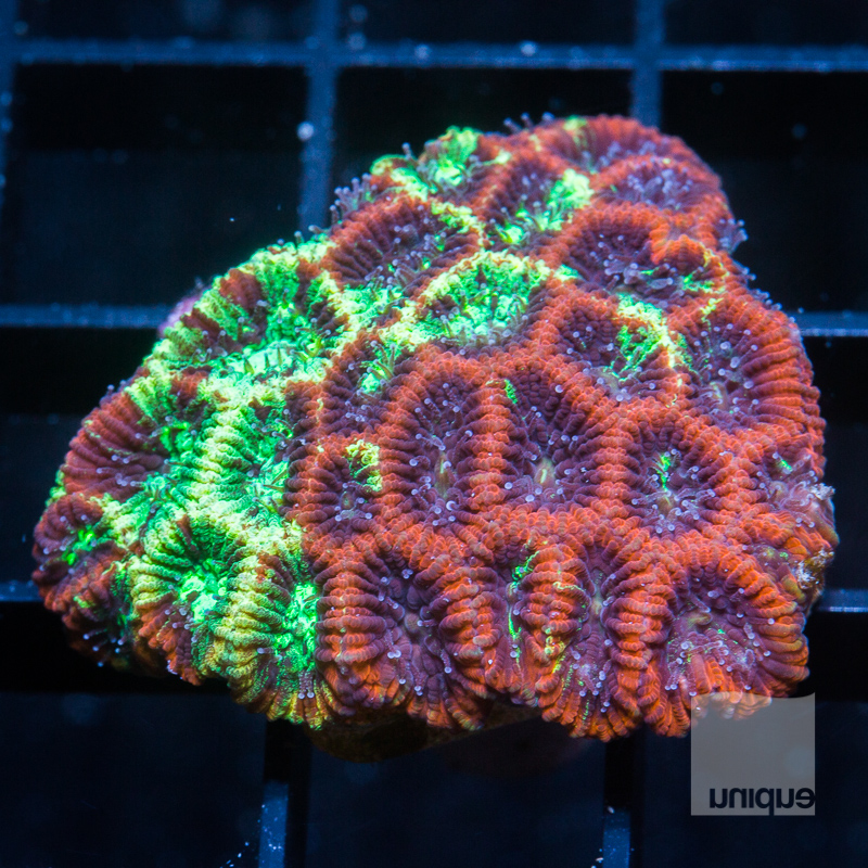 grafted Pineapple Express micro lord 99 69.jpg