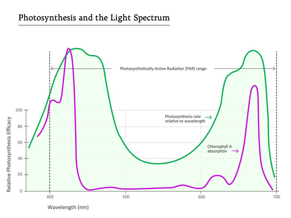 GraphSpectrums_About-Photosynthesis_Chlorophyll-white.png
