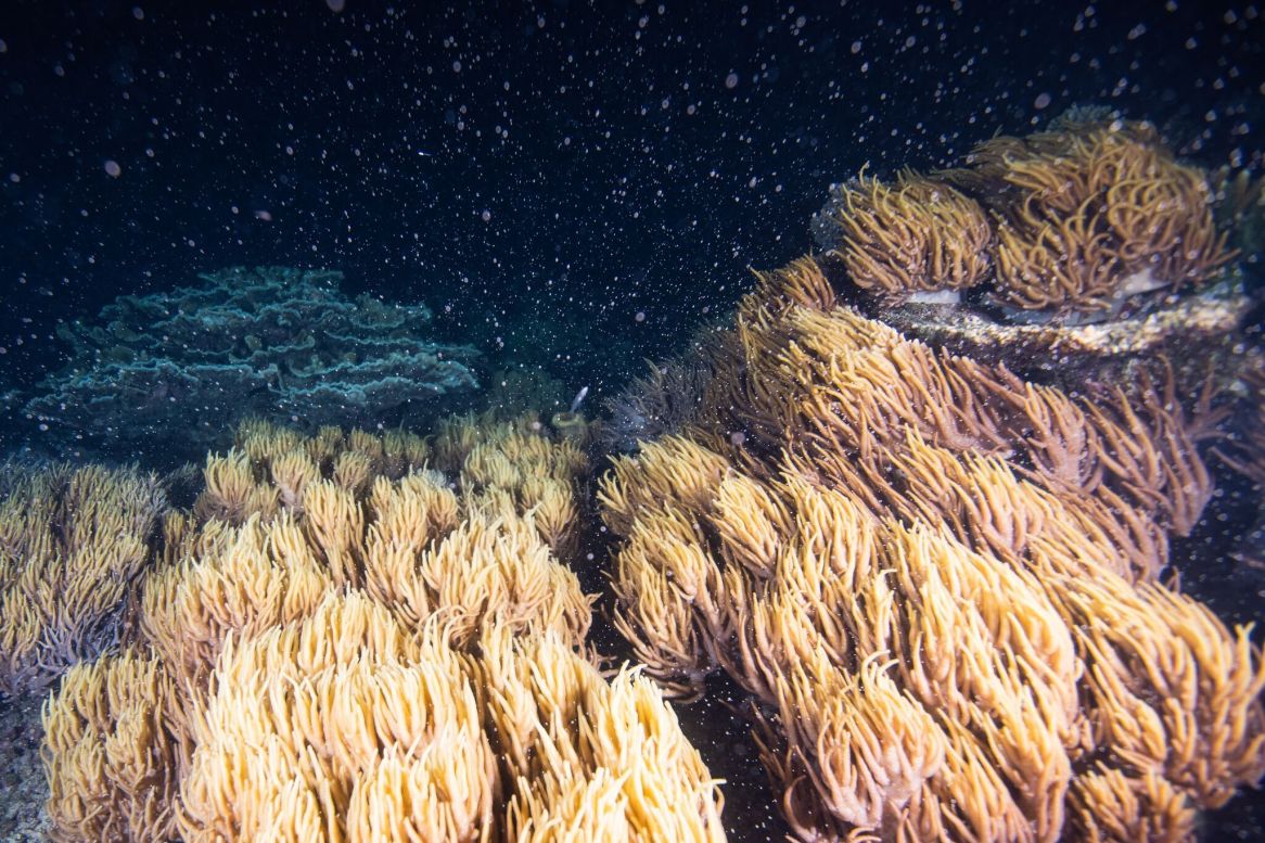 Great-Barrier-Reef-2019-Coral-spawn-credit-Pablo-Cogollos.jpeg