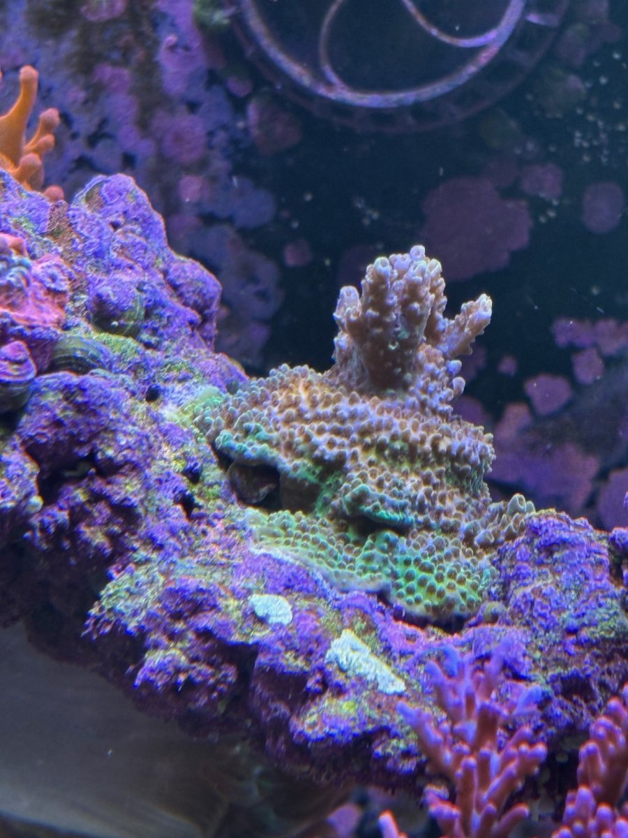 Green Acro.jpg