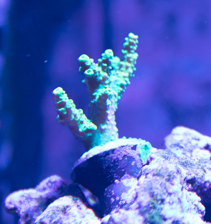 green acropora.jpg