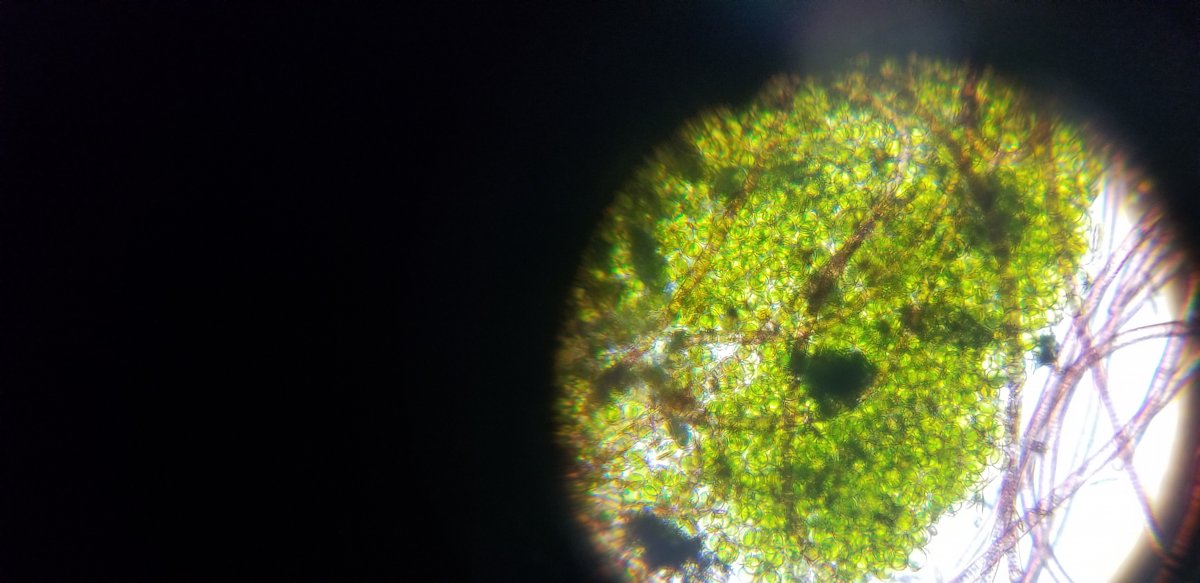 green algae.jpg