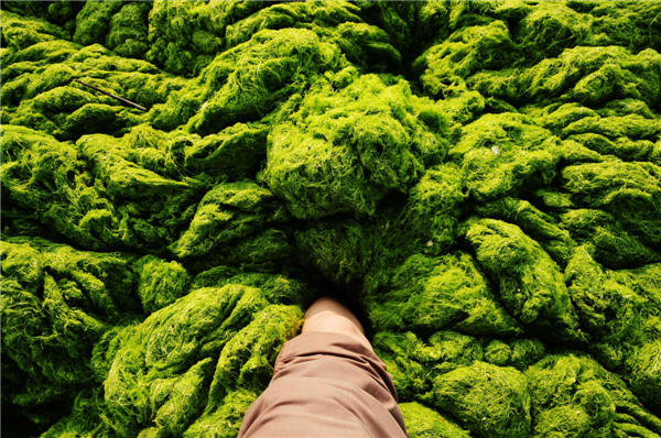 green algae.jpg