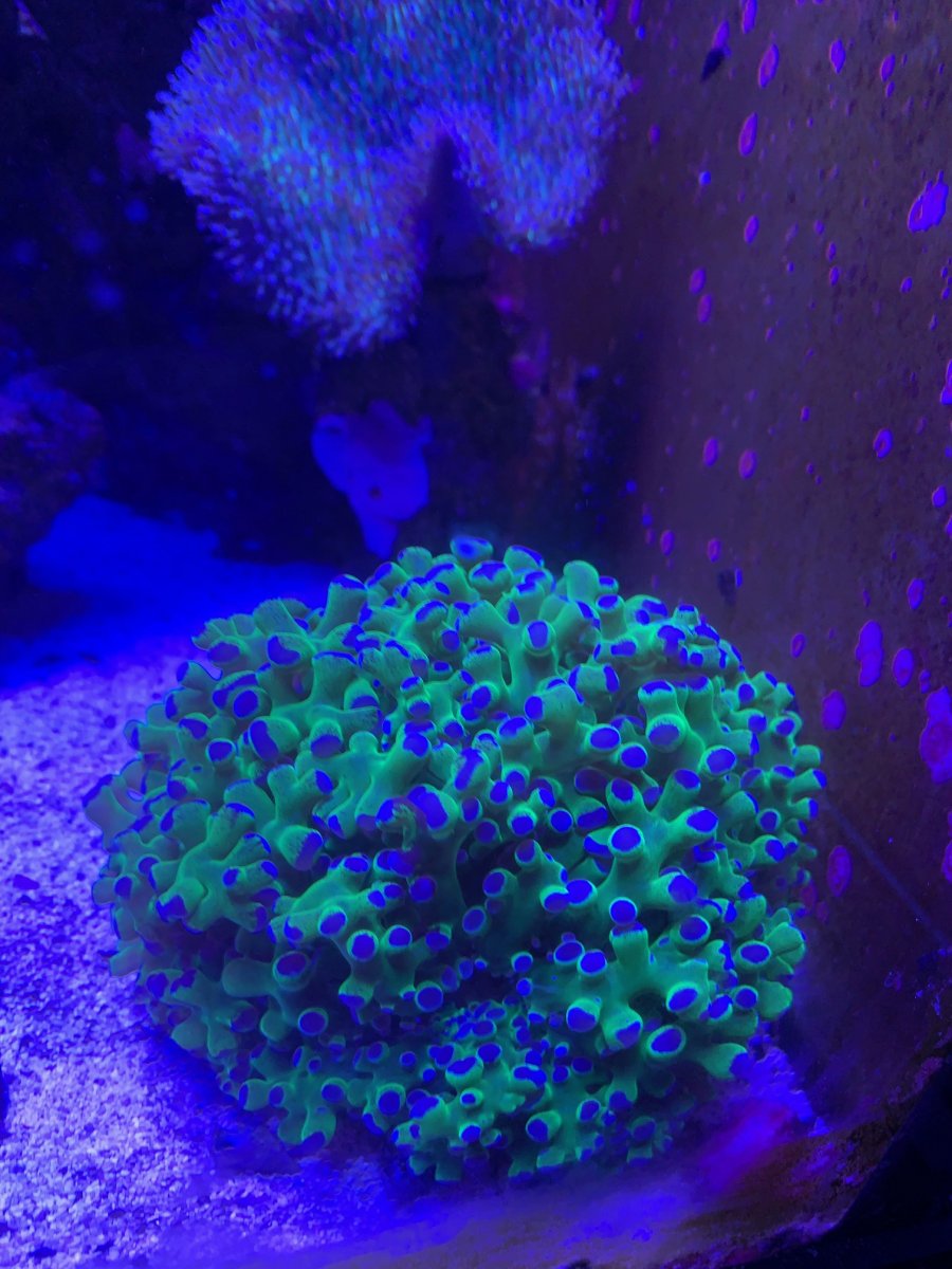 Green and Blue Frogspawn.jpg