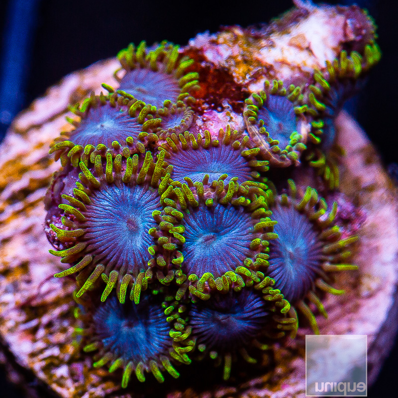Green and Blue Zoanthid 89 46.JPG