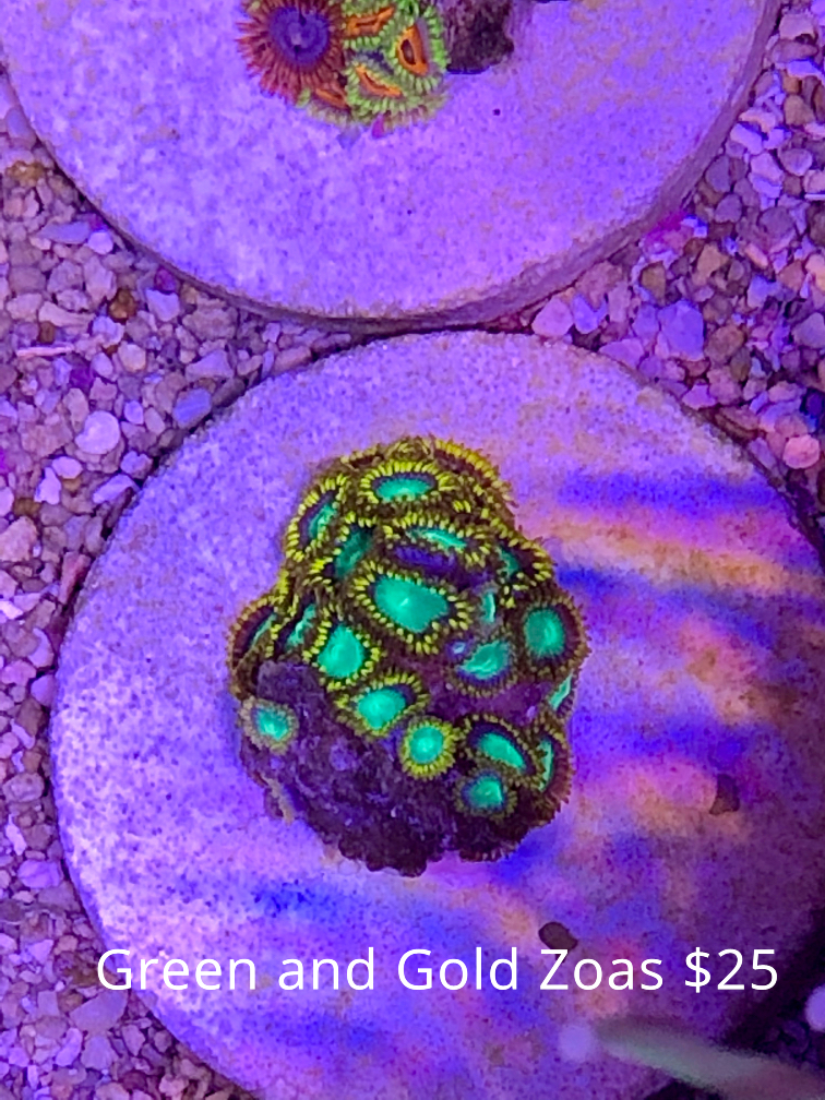 green and gold zoas.jpg