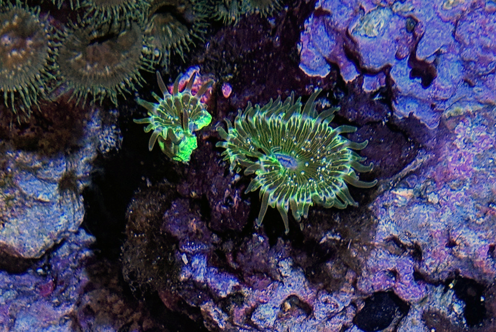 Green Coral 1 - IMG_20190327_131752.jpg