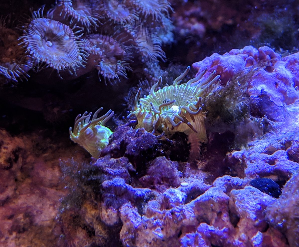 Green Coral 6 - IMG_20190327_135418.jpg