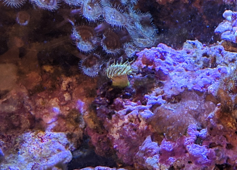 Green Coral from March 7th - IMG_20190307_113515.jpg