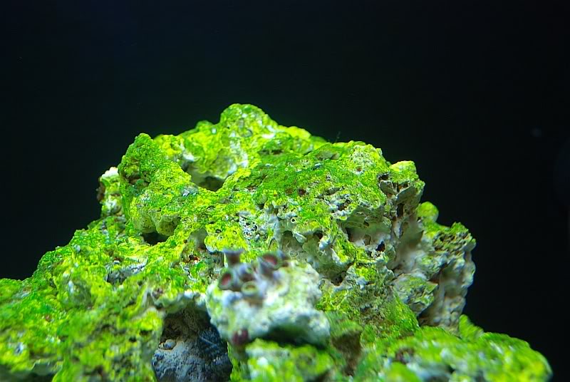 Green Coralline Algae.jpg