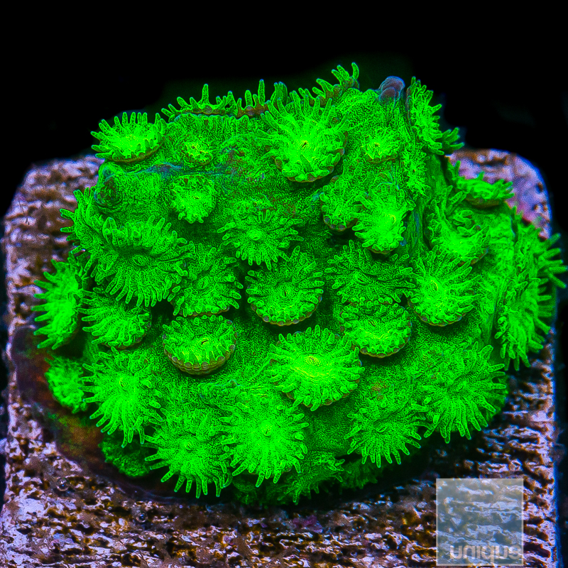 Green Cyphastrea 29 18.JPG