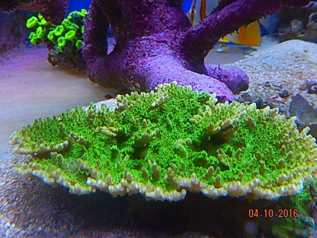 Green Efflo.jpg