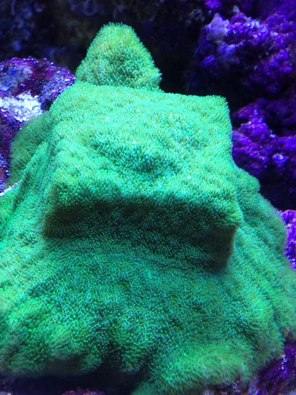 green encrusting coral.jpg