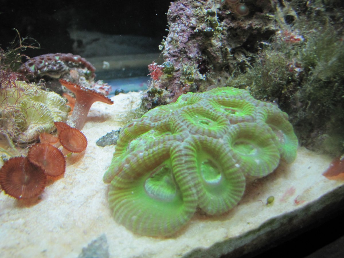 green favia.jpg