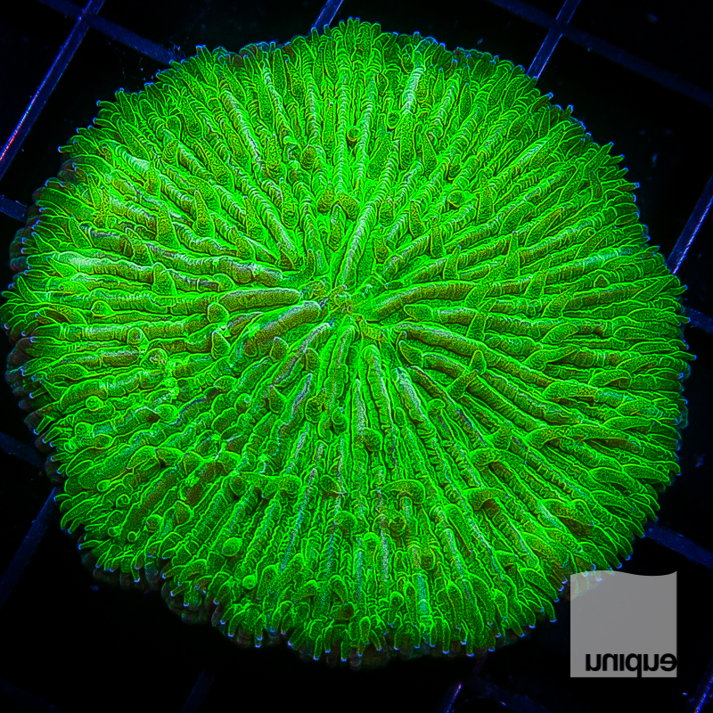 Green Fungia 78 55.jpg