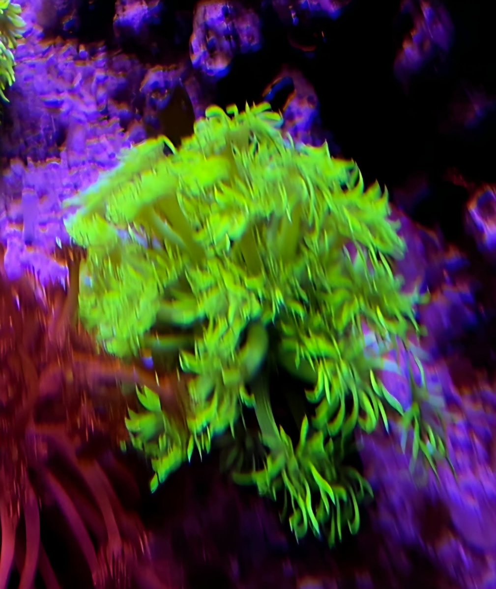green goni.jpg