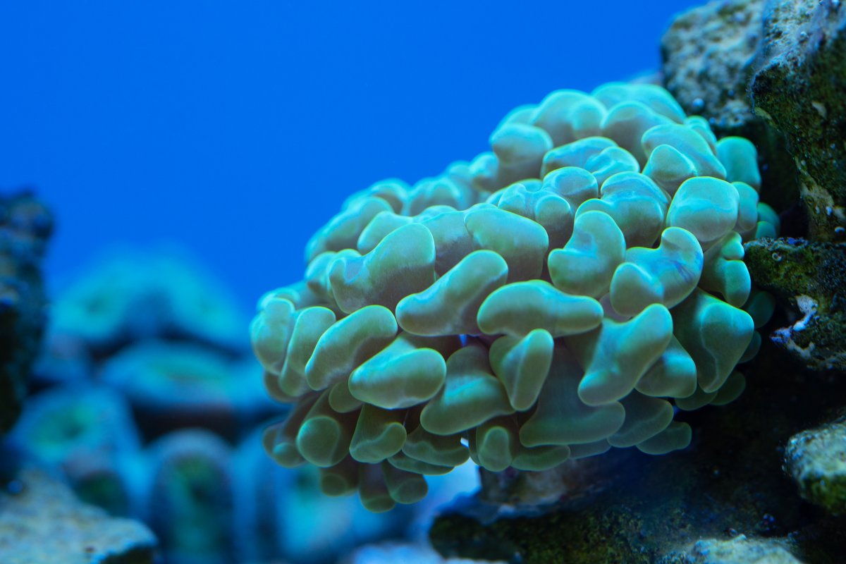 Green Hammer Coral Reduced.jpg