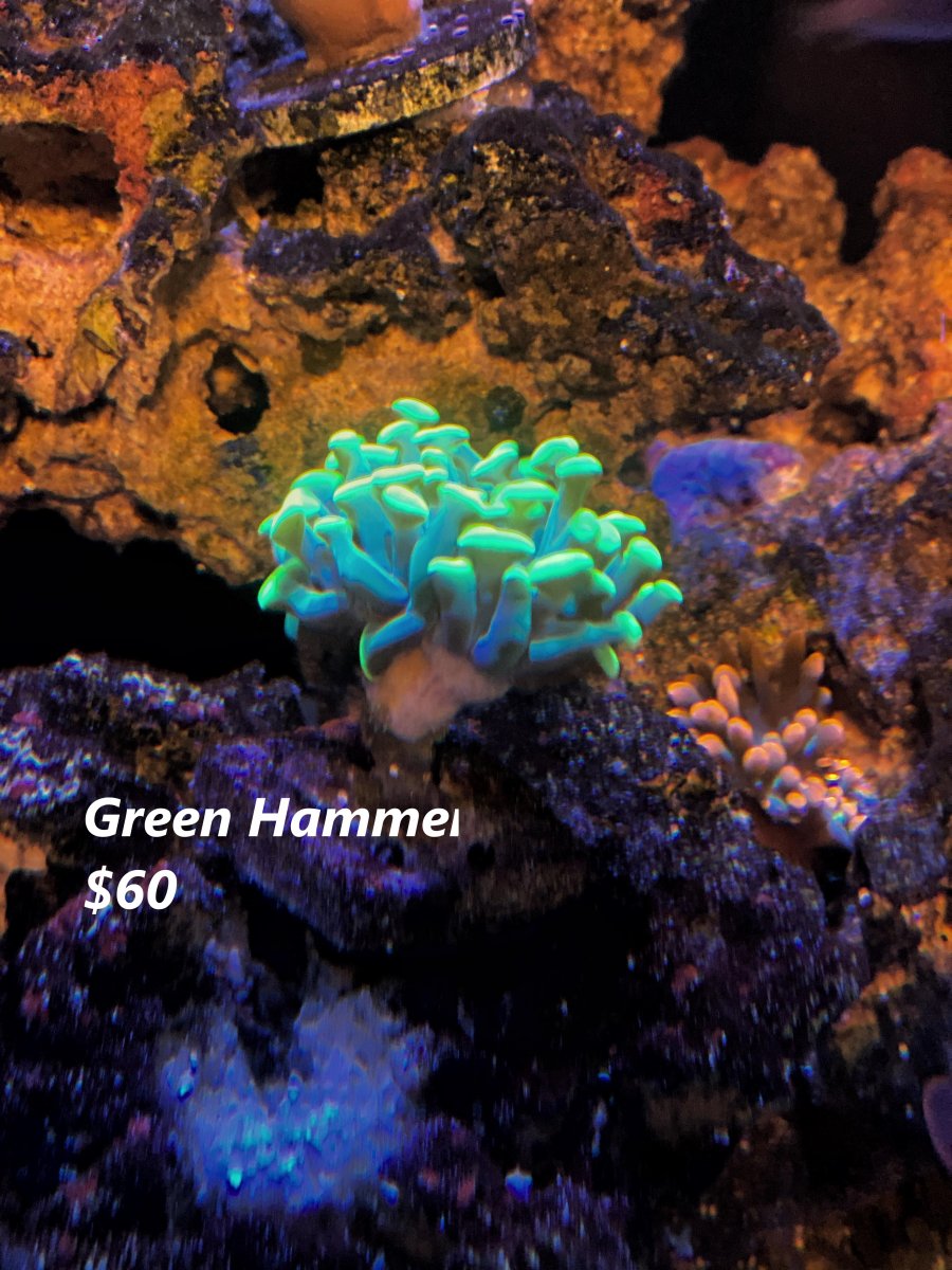 Green Hammer.jpg