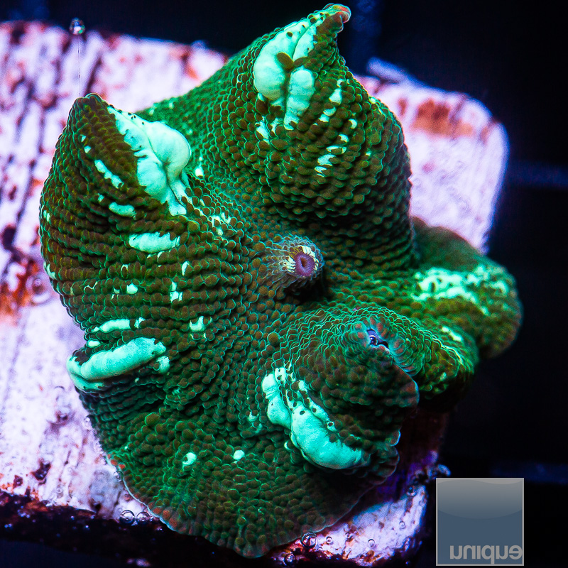 Green Interstellar Mushroom 59 26.JPG