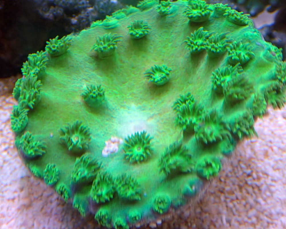 green.jpg