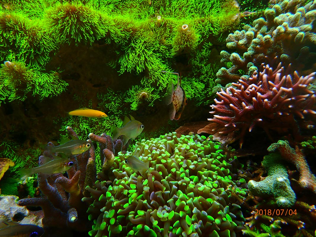 green.jpg