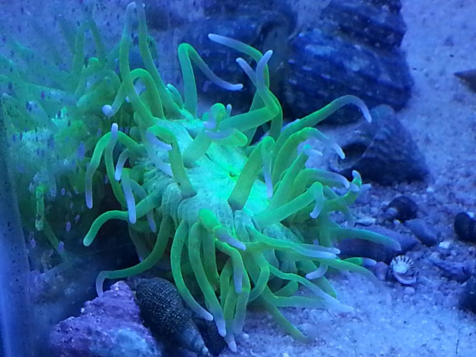 green.jpg