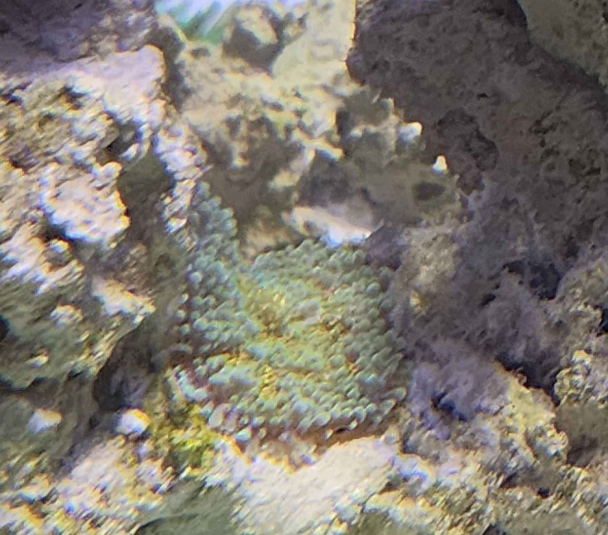 Green Mush.jpg